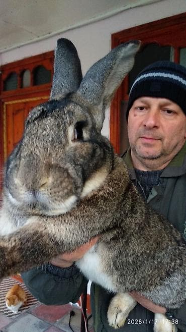 heyvan qirxan: FLANDR (Belçika nəhəngi) – İri ölçü, yüksək gəlir! Təmiz qanlı Flandr — 5