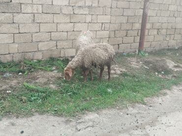 tap.az danalar: Məhsul: Qoyun sürüsü Təsvir: - Yerli cins qarışığı olan, quyruğu — 3