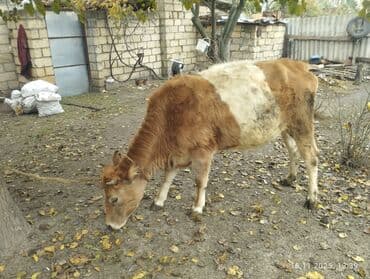 bmw 1 серия 118d at: Dişi, il: 2, Südlük, Ünvandan götürmə — 4