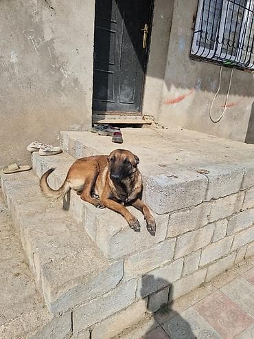 it cinsleri adları: Peyvəndli — 2