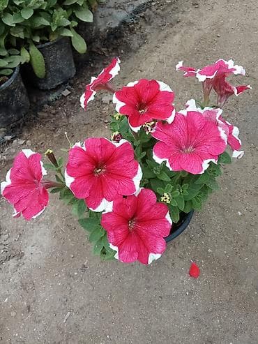 tulpan sekilleri: Petuniya (Petunia) qablarda – müxtəlif rənglər - Rəng çeşidləri: tünd — 4