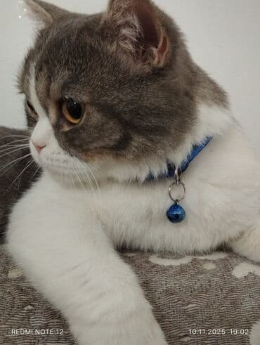 Çaydanlar: Britan — 4