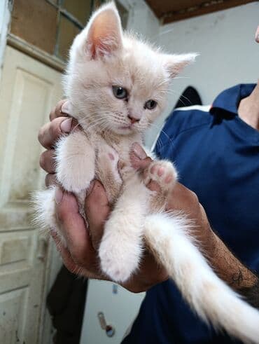 haski bala: Britan — 9