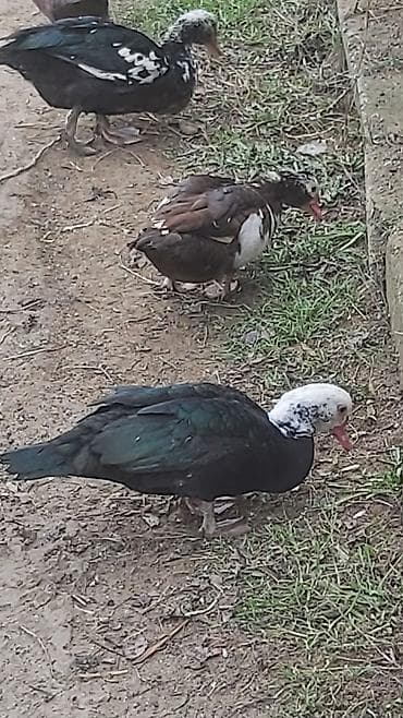 Gəmiricilər: Lal ördekler — 2