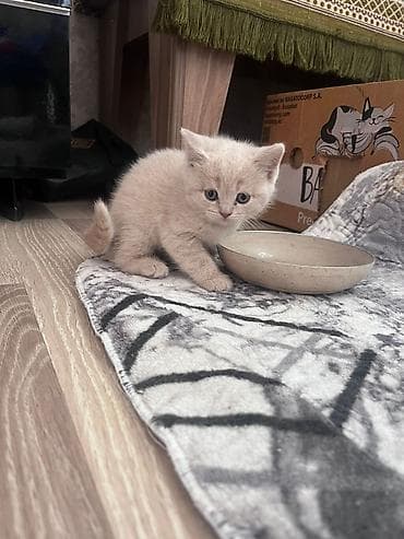 pisik geyimleri: Erkək, Dişi, Yaxşı əllərə, Ünvandan götürmə, Pulsuz çatdırılma, Ödənişli çatdırılma — 7