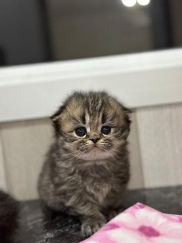 pişik cütleşdirmek: Şotland yastı qulaq — 10