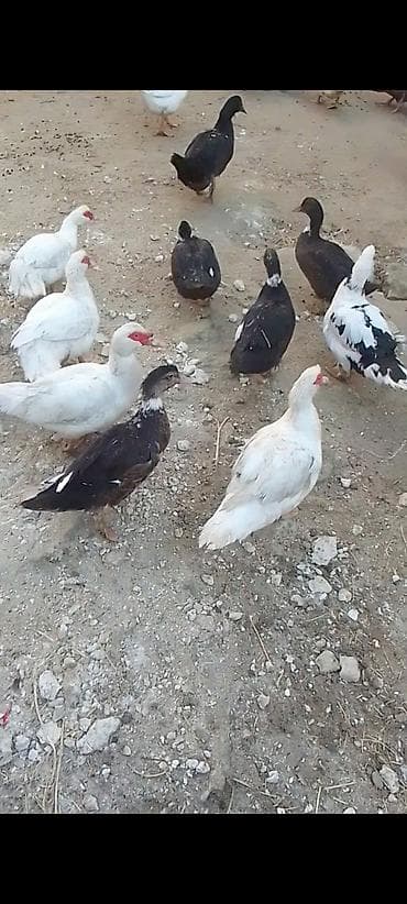 Gəmiricilər: Məhsul: Ördek sürüsü Təsvir: - Cinslər: əsasən muskovi (indoutka) və — 6