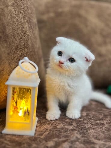 Akvariumlar: Britan, Erkək, Dişi, Yaxşı əllərə, Ünvandan götürmə, Pulsuz çatdırılma, Ödənişli çatdırılma — 2