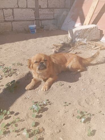 pekines balaları: Pekines, Dişi — 2