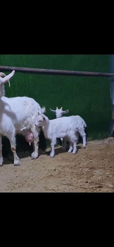 iri buynuzlu: Sütlü keçi ailəsi – ana keçi və iki bala - Cins: ağ rəngli, buynuzlu — 9