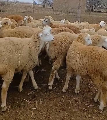 qoyun satşı: Dişi, il: 1, Damazlıq, Pulsuz çatdırılma — 5