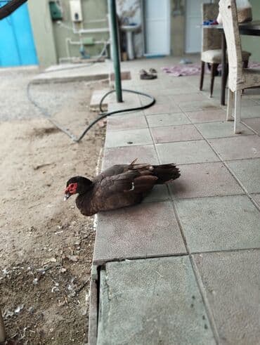 Inəklər, öküzlər: Dişi, | Lal ördək, Damazlıq — 5