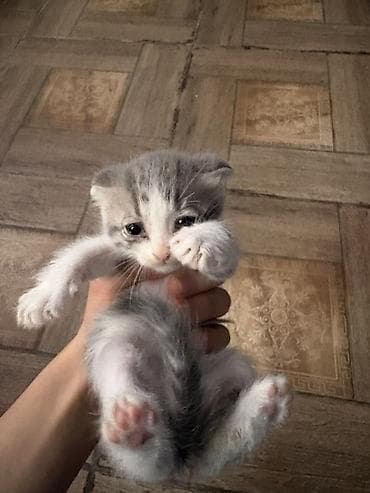 etibarli ellere pisik verirem: Salam 2dənə pişiy etibarli şəxslərə verilir 1 düz qulaq biri əyri — 1