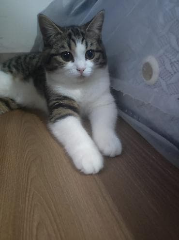 Sevimli ev pişiyi – zərif naxışlı, qısa tüklü - Rəng: ağ, boz və qara