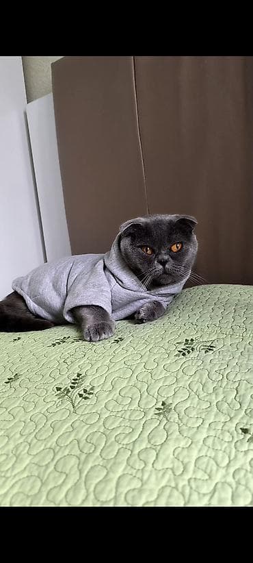 Животные: Шотладская вислоухая — 1