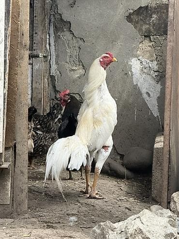 lalafo az toyuqlar: Ağ rəngli uzunboy döyüş xoruzu - Cins tipi: Asil/Hint tipli uzunboy — 1