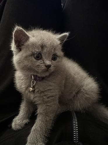 pişik sumkası: Britan, Pulsuz çatdırılma — 9