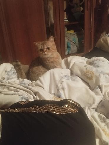 pulsuz pisik: Cins gözəlliyi ilə seçilən ev pişiyi - Qısa burunlu, yumru üzlü — 3