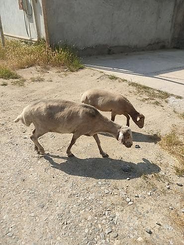 qoyun alıram: Ana balla sagllam heyvanlardi balasi. 6 aylgdi 7 aya kecib diwdi — 3