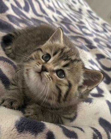 ВАЗ (ЛАДА): Британская, Самец — 1