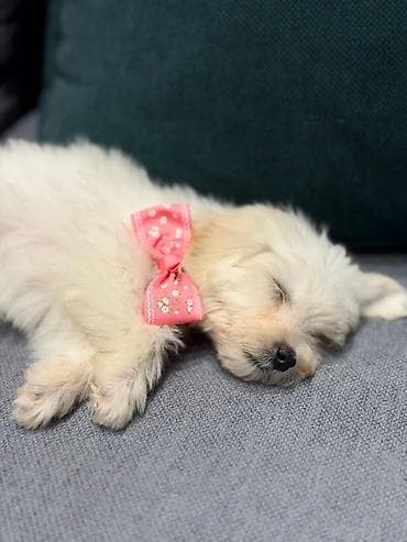 şirin it adları: Pudel, Peyvəndli — 4