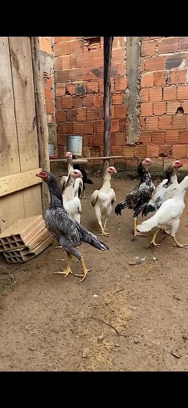 Atlar: Aseel (Asil) tipli uzunboylu döyüş/ətlik xoruz-cücələr qrupu — 5