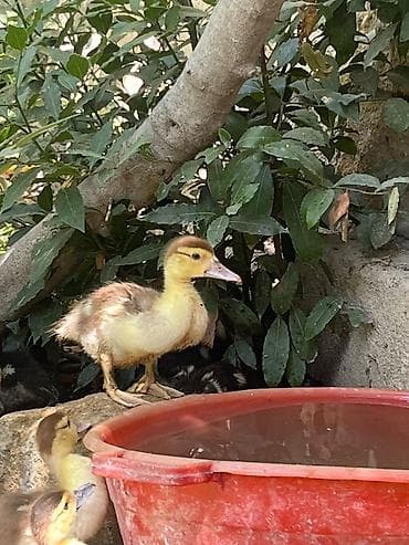 balaken heyvan satisi: 38 günlük lal ördək satılır.15 iyulda çıxıblar.30 ədəddir.Ünvan — 1