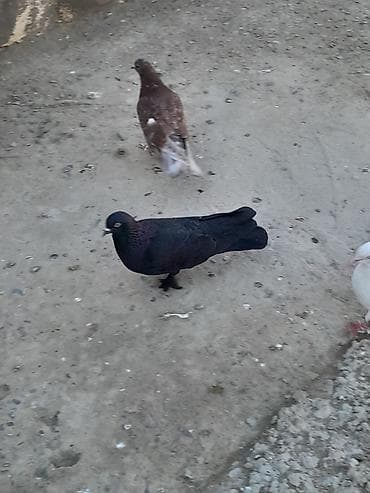 goyercin leleyli: Enniquyruq mayadi 20 Azn Qaradag lokbatana göndərmək olar — 1