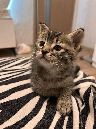 Tabbi, Yaxşı əllərə