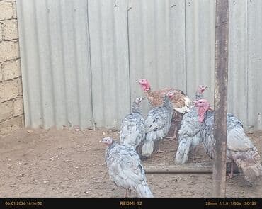 Петухи: Hinduskalar 4dısi 2erkeydi oz heyvanlarimdi damazliq kim istese esl — 2