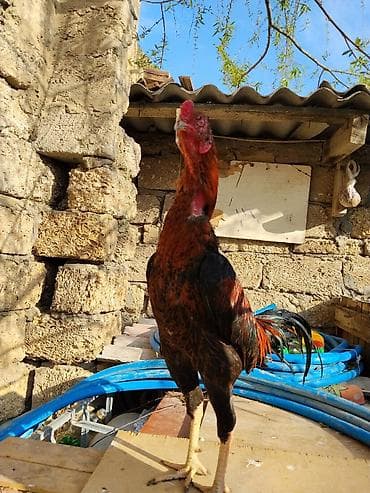 pon pon toyuqlar: Xoruz, il: 1 — 1