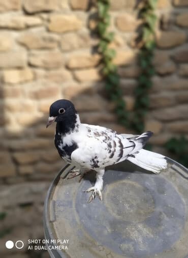 amerika devequsu haqqinda melumat: Maştağadadir — 6