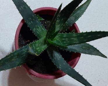 Лекарства для растений: Aloe vera — 2