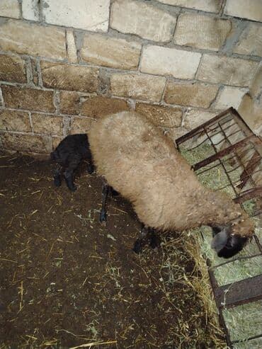 qoyun qiymətləri 2024: Qoyun və quzu satılır - Qoyunlar: yerli növ, uzun yunlu, yaxşı ana — 6