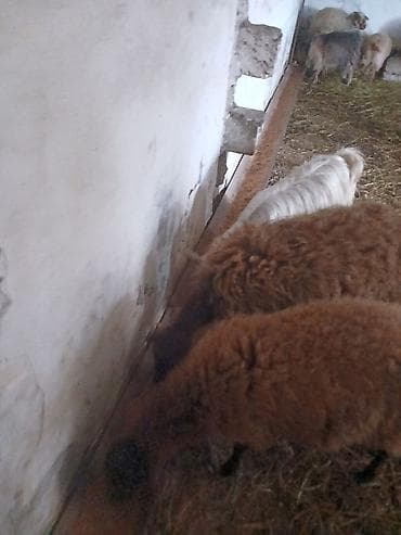 ucuz quzu: Iki baş qala cinsi ekizdilər 11 ayLlqdlLar qiymet birine aiddir.qoc — 6