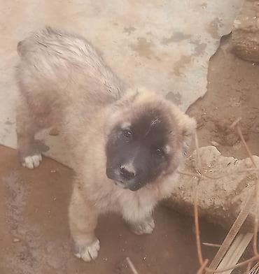 itler ucun bit dermani: Qurdbasar, Erkek, Peyvəndli — 5