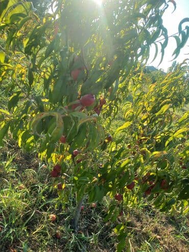 Kia: Nektarin bağı – məhsuldar, bakım görmüş ağaclar - Məhsul: Ağaclarda — 3