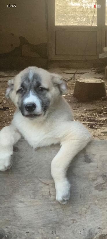 Alabay, 3 ay, Erkek, Peyvəndli, Ünvandan götürmə
