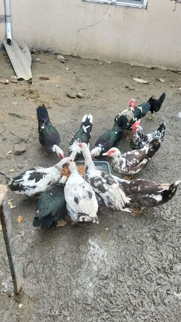 Куры: Самка, | Lal ordek, Для разведения — 5