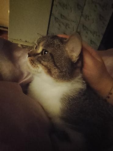 oglan pisik adları: Tabbi, Erkək, Yaxşı əllərə, Ünvandan götürmə — 5