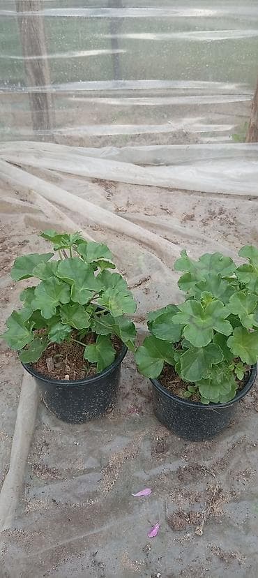 xlorofitum bitkisi: Saksıda sardunya (pelargonium) fidanları - Növ: Pelargonium — 1