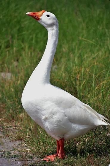 Гуси: Ağ qazlar - Anser və ya quru burun qaz 2 ədəd dişi və erkək. 1 ədəd — 4