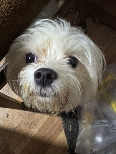 it ve qiz sekilleri: Malta bolonka — 2