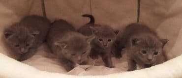 Britan, Erkək, Dişi