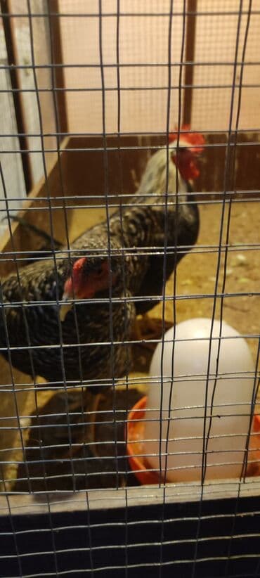 Xarkov toyuqlar satilir hamisi bir yerde 2 xoruz 5 fere 280 manat kom