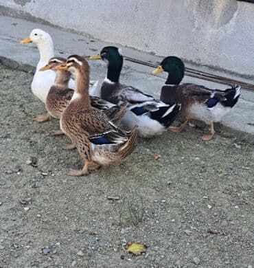 kuban ördek: Dişi, | Kuban, Damazlıq, Pulsuz çatdırılma — 3