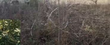 Gübrələr: Gilas tingləri 500-600 ədəd arası bir il bir il yarimliqdilar yarım — 3