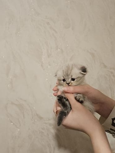 Птицы: Персидская — 3