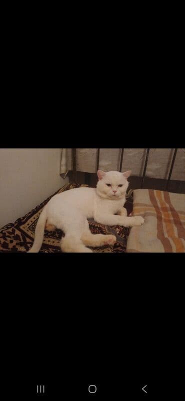 pisik yuvalari: Ünvandan götürmə — 7