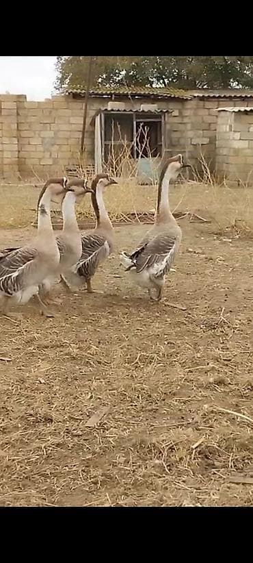 Satılır: 15 yumurtasi Afrikan qazi qara dimdik - Uzun, incə boyunlu